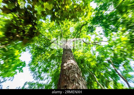 Movimento sfocato dell'albero verde nella foresta pluviale tropicale con tecnica di zoom out. Foto Stock