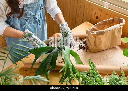 Mani di donna repotting felce Staghorn (Platycerium bifurcatum), versando terreno per la pianta nel vaso, prendersi cura delle piante e dei fiori domestici. Giardino della casa Foto Stock