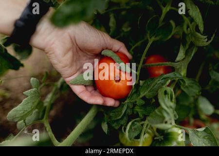 Vierkirchen, Deutschland. 18 agosto 2023. Immagine simbolica sul tema del giardinaggio: Una donna raccoglie pomodori maturi in una serra a Vierkirchen, 18 agosto 2023. Credito: dpa/Alamy Live News Foto Stock