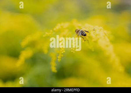 Vierkirchen, Deutschland. 18 agosto 2023. Una vespa su fiori gialli, presa in un giardino a Vierkirchen, 18 agosto 2023. Credito: dpa/Alamy Live News Foto Stock