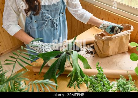 Mani di donna repotting felce Staghorn (Platycerium bifurcatum), versando terreno per la pianta nel vaso, prendersi cura delle piante e dei fiori domestici. Giardino della casa Foto Stock