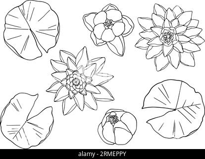 Un set di ninfee con foglie, vista dall'alto. Elementi separati su sfondo bianco. Disegno lineare a mano libera, vettore. Per stampe di alta qualità su indumenti e oggetti. Dalla collezione ZODIAC. Illustrazione vettoriale Illustrazione Vettoriale