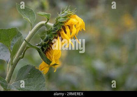 28 agosto 2023, Sassonia, Moritzburg: I girasoli si trovano in un campo durante la pioggia. Secondo il servizio meteorologico tedesco di Lipsia, è previsto un massimo di 16 - 19 gradi il lunedì. La pioggia si diffonde da sud-est fino alla sera. Foto: Sebastian Kahnert/dpa Foto Stock