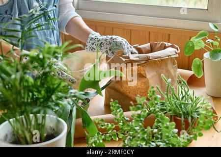 Mani di donna repotting felce Staghorn (Platycerium bifurcatum), versando terreno per la pianta nel vaso, prendersi cura delle piante e dei fiori domestici. Giardino della casa Foto Stock