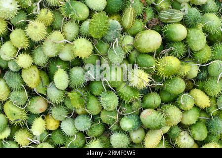 Molti piccoli cetrioli selvatici verdi ornamentali con spine. Nome botanico "Echinocystis Lobata" Foto Stock