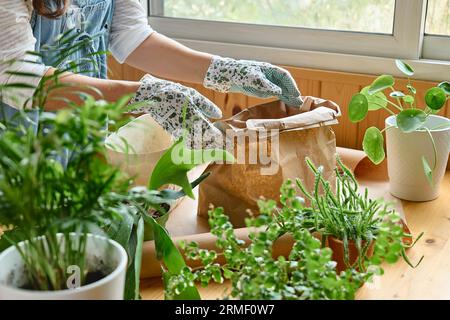 Mani di donna repotting felce Staghorn (Platycerium bifurcatum), versando terreno per la pianta nel vaso, prendersi cura delle piante e dei fiori domestici. Giardino della casa Foto Stock