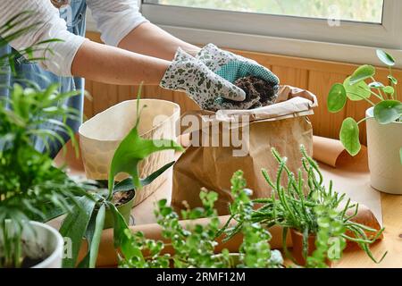 Mani di donna repotting felce Staghorn (Platycerium bifurcatum), versando terreno per la pianta nel vaso, prendersi cura delle piante e dei fiori domestici. Giardino della casa Foto Stock