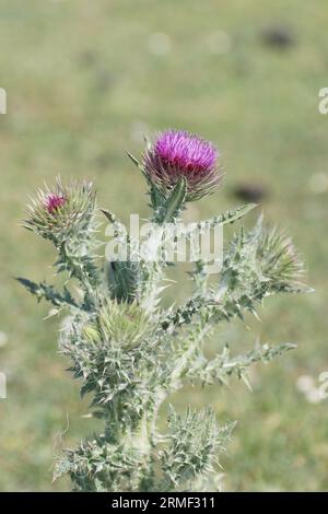 Musk Thistle (Carduus nutans) Foto Stock