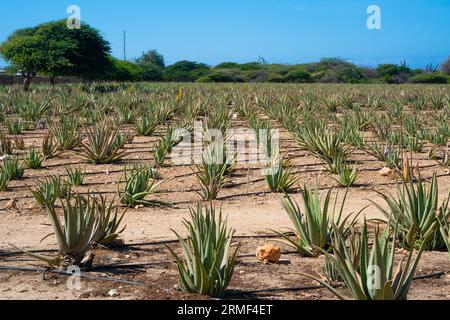 Vista dalla storica piantagione vera di Aruba Foto Stock