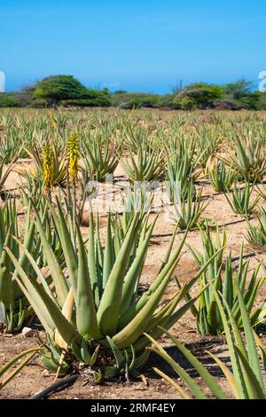 Vista dalla storica piantagione vera di Aruba Foto Stock