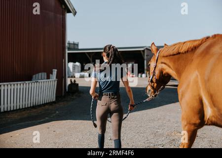 Rear view of woman leading horse on paddock Stock Photo