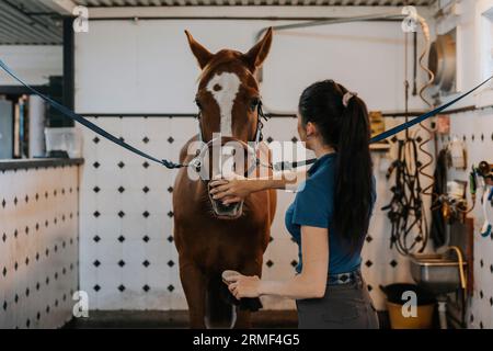 Donna in stalle che cura il cavallo con il pennello Foto Stock