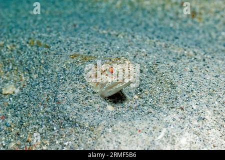 Lizardfish (Synodus sp.) sepolto in fondo sabbioso. Manado, Sulawesi settentrionale, Indonesia. Foto Stock