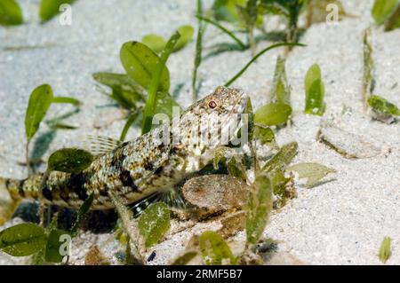Pesci lucertola (Synodus variegatus) con erba marina. Manado, Sulawesi settentrionale, Indonesia. Foto Stock