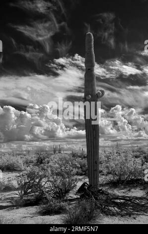 Il deserto di sonora nell'Arizona centrale a infrarossi degli Stati Uniti con il saguaro e il cactus di cholla Foto Stock