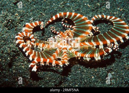 Wunderpus polpo [Wunderpus photogenicus] caccia su fondo sabbioso. Stretto di Lembeh, Sulawesi settentrionale, Indonesia. Foto Stock