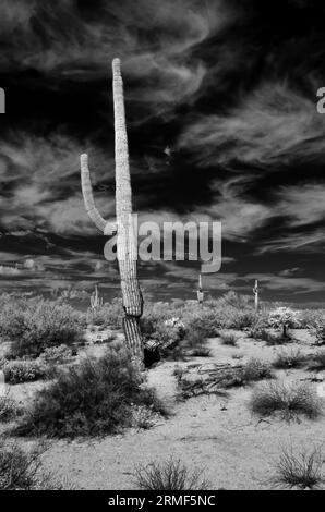 Il deserto di sonora nell'Arizona centrale a infrarossi degli Stati Uniti con il saguaro e il cactus di cholla Foto Stock