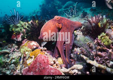 Polpo diurno (Octopus cyanea) a caccia sulla barriera corallina con le stelle funebri. Parco nazionale di Komodo, Indonesia. Foto Stock