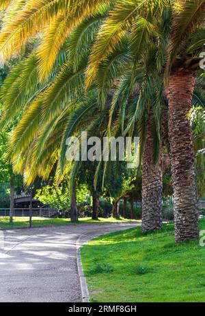 Palme a Parque Mouchão, Portogallo Foto Stock