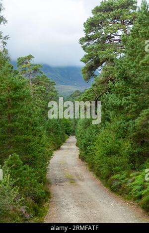 Il sentiero Affric Kintail Way vicino all'Affric Lodge, Glen Affric Estate Foto Stock