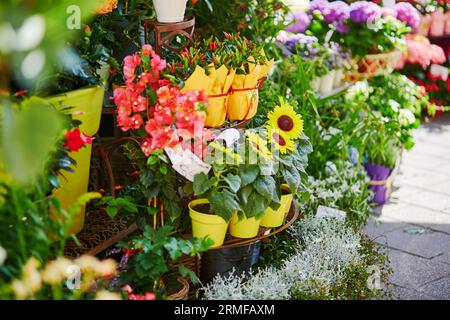 Girasoli in vendita al mercato agricolo locale Foto Stock