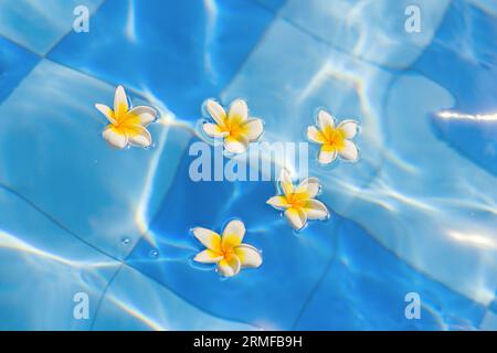 Bellissimi fiori di frangipani che galleggiano nell'acqua blu Foto Stock