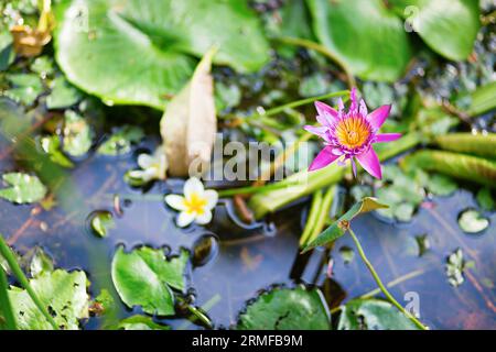 Bellissimo giglio nel laghetto e fiori di frangipani galleggianti nell'acqua Foto Stock