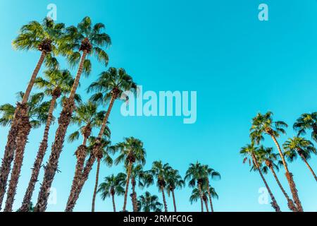 Palme e cielo blu con spazio copia, sfondo tropicale Foto Stock