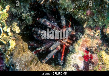 Riccio a matita di ardesia (Eucidaris tribuloides) da Porto Rico, nei Caraibi. Foto Stock