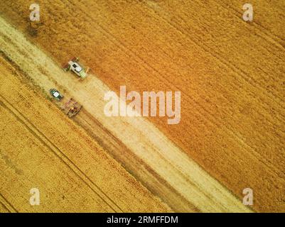 Raccolta di grano in estate. Vista aerea con drone di due raccoglitrici che lavorano sul campo. Macchina agricola mietitrebbia che raccoglie la maturazione dorata Foto Stock