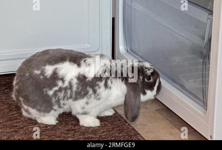 Mini coniglio Lop che sbircia in un frigorifero aperto Foto Stock