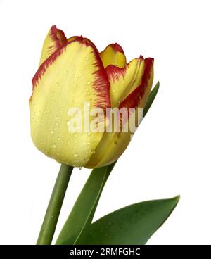 Giallo e Rosso Tulip Foto Stock