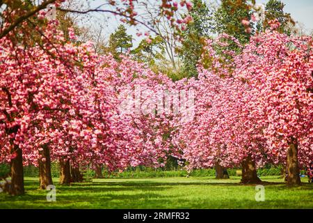 Bellissimi ciliegi con fiori rosa in piena fioritura. Stagione dei fiori di ciliegio in primavera. Vista panoramica del Parc de Sceaux in Francia in un giorno primaverile Foto Stock