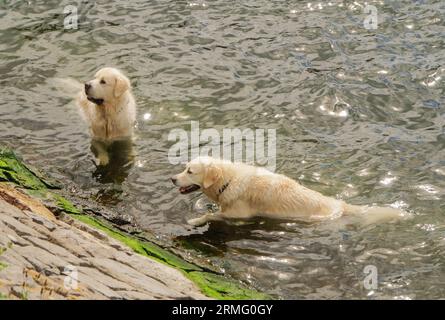 Labrador dai capelli lunghi che gioca in acqua lungo l'area del molo di Barry Island Wales UK. Agosto 2023 Foto Stock