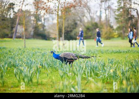 Pavoni e oche nel parco Bagatelle di Bois de Boulogne a Parigi, Francia Foto Stock