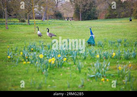 Pavoni e oche nel parco Bagatelle di Bois de Boulogne a Parigi, Francia Foto Stock