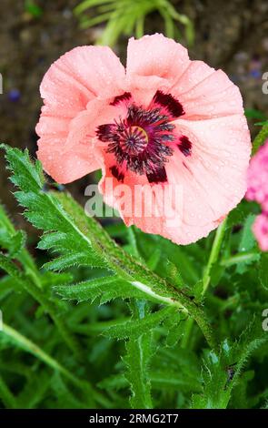 Bellissimo papavero rosa con gocce di pioggia sui petali Foto Stock