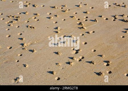 Bassa marea. Lugworm (arenicola marina) si affaccia su una spiaggia Foto Stock