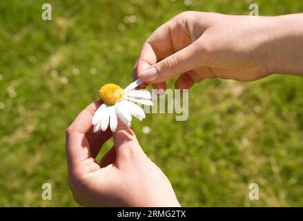 Mi ama, non mi ama. Strappare i petali di una margherita Foto Stock