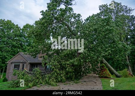 Solido albero di quercia rossa pieno coltivato caduto su una casa durante una tempesta che produceva forti venti con rami sparsi ovunque in un giorno piovoso in estate Foto Stock