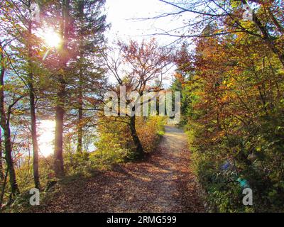 Sentiero a piedi vicino al lago Bohinj con foglie autunnali rosse e gialle nella regione di Gorenjska in Slovenia Foto Stock