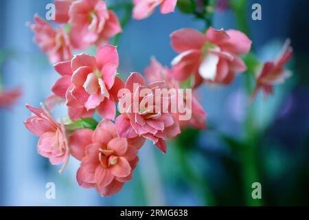 Kalanchoe blossfeldiana. Primi piani dei fiori rossi fioriti di Kalanchoe. Fiori domestici, piante succulente Foto Stock