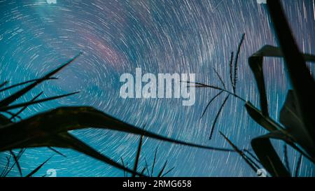 Star Trails Timelapse. 4k Night Starry Sky, stelle della via Lattea che brillano e sentieri meteorici sopra il campo di mais nella stagione agricola estiva Foto Stock