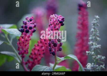 Phytolacca americana che cresce in giardino. Primi piani di bacche di maturazione viola scuro intenso. Laconos o erba grassa, edera ebraica, lenticchie, bacche di keberry. Velenoso Foto Stock