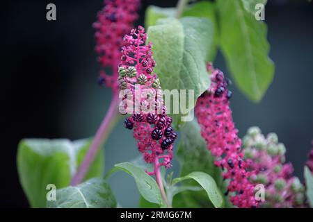 Phytolacca americana che cresce in giardino. Laconos o erba grassa, edera ebraica, lenticchie, bacche di keberry. Primo piano di bacche viola-nere di Phytolacca acinos Foto Stock