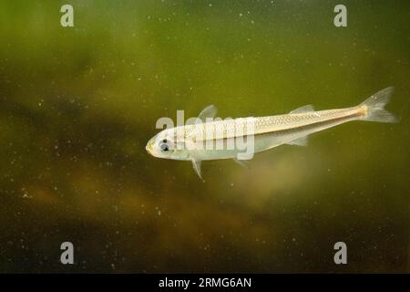 una sabbiera completamente coltivata Foto Stock