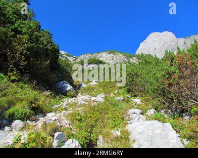 Sentiero che passa attraverso un prato alpino circondato da un pino strisciante con la vetta rocciosa del monte Skrlatica nel retro in Slovenia Foto Stock