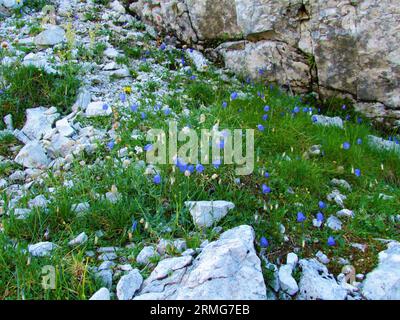 Giardino selvaggio alpino nel parco nazionale del Triglav e nelle alpi Giulie, in Slovenia, con fiore a campana di foglie di orecchie in fiore blu o ditale delle fate (Campanula cochleariifo) Foto Stock