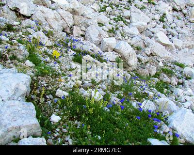 Giardino alpino di roccia selvaggia nel parco nazionale del Triglav e nelle alpi Giulie, in Slovenia con fiore di orecchie o ditale delle fate (Campanula cochleariifolia) Foto Stock