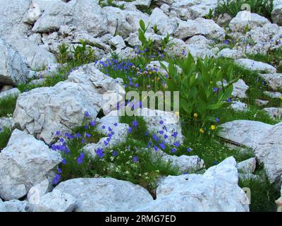 Giardino selvaggio alpino nel parco nazionale del Triglav e nelle alpi Giulie, in Slovenia, con fiore a campana di foglie di orecchie in fiore blu o ditale delle fate (Campanula cochleariifo) Foto Stock